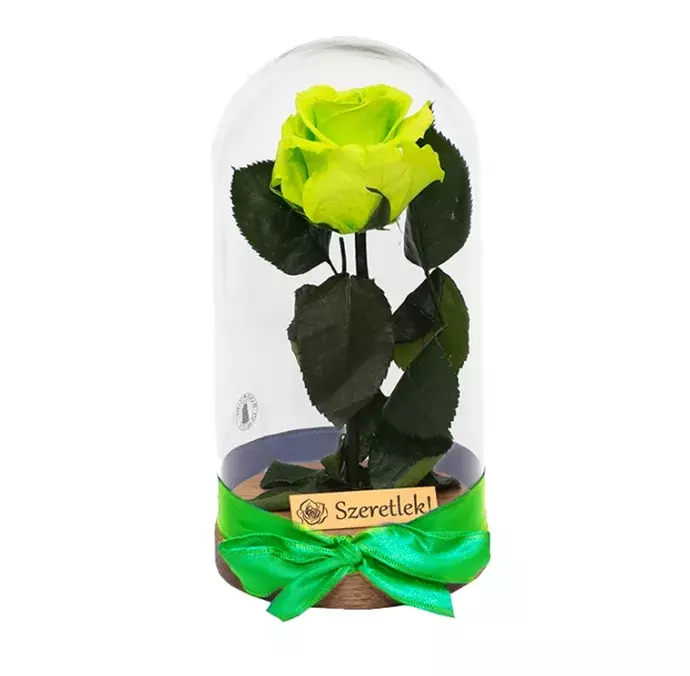 Örökrózsa üvegbúrában - lime green