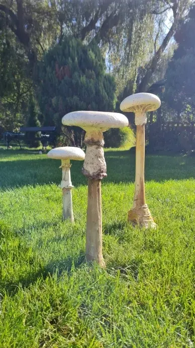 Beton gomba-csiperke-xxl