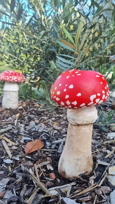 Beton gomba – légyölő galóca – nagy