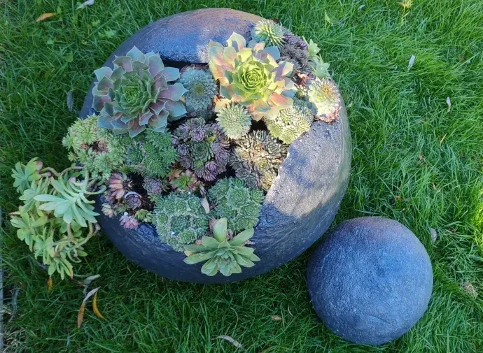 Gömb kaspó nagy XL -ültetve