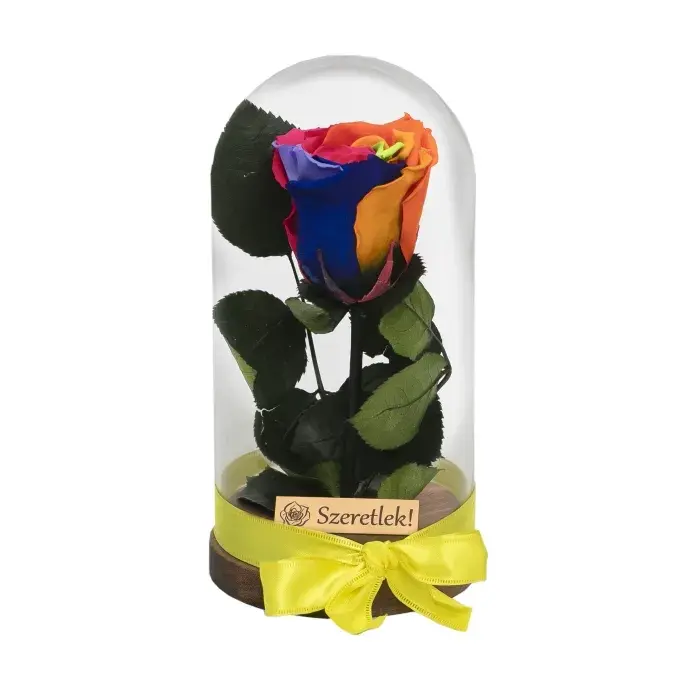 Örökrózsa üvegbúrában - szivárvány Örökrózsa üvegbúrában - szivárvány