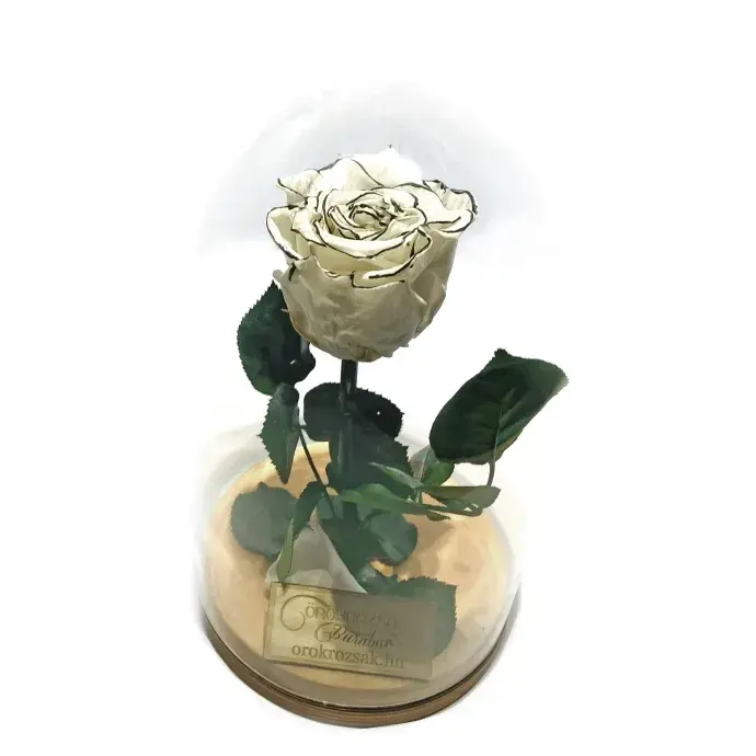 Örökózsa üvegbúrában -  Fehér cirmos