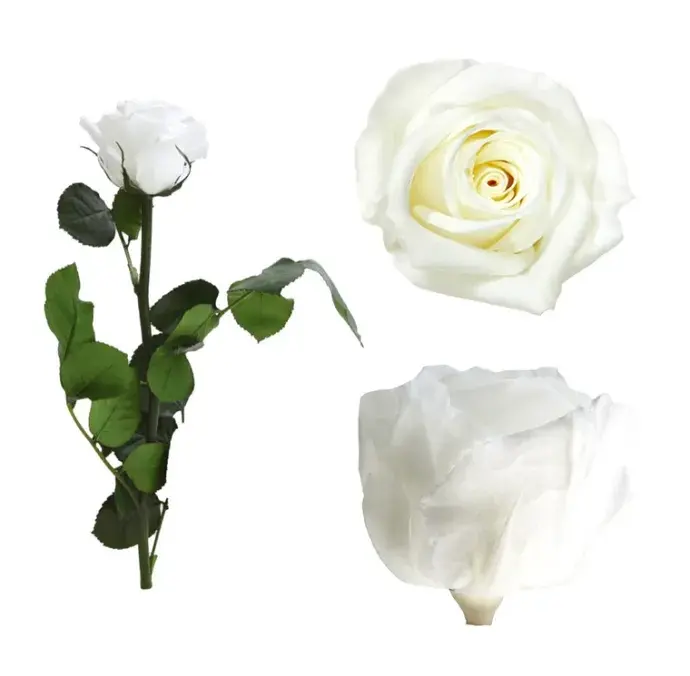 Örökrózsa díszdobozban fehér - kicsi