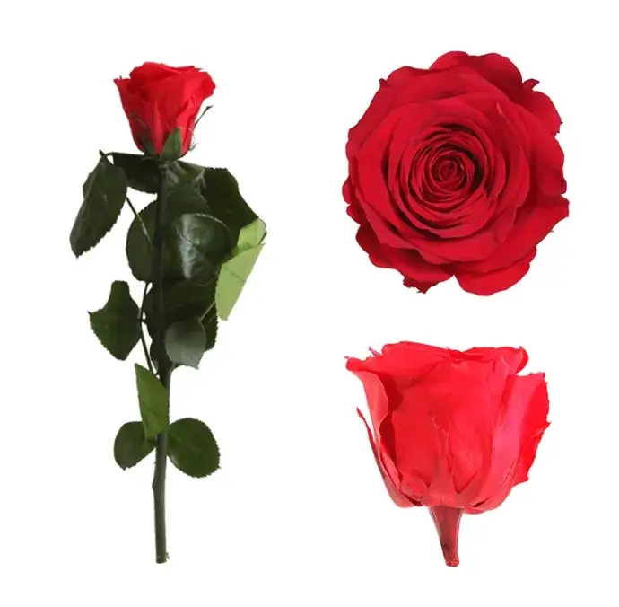 Örökrózsa díszdobozban piros - kicsi