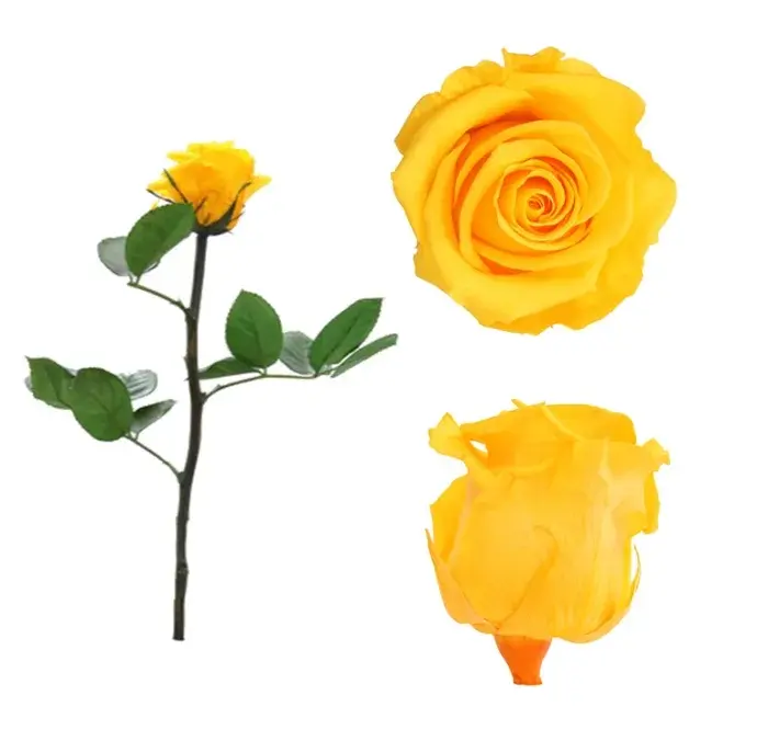 Örökrózsa díszdobozban sárga - kicsi