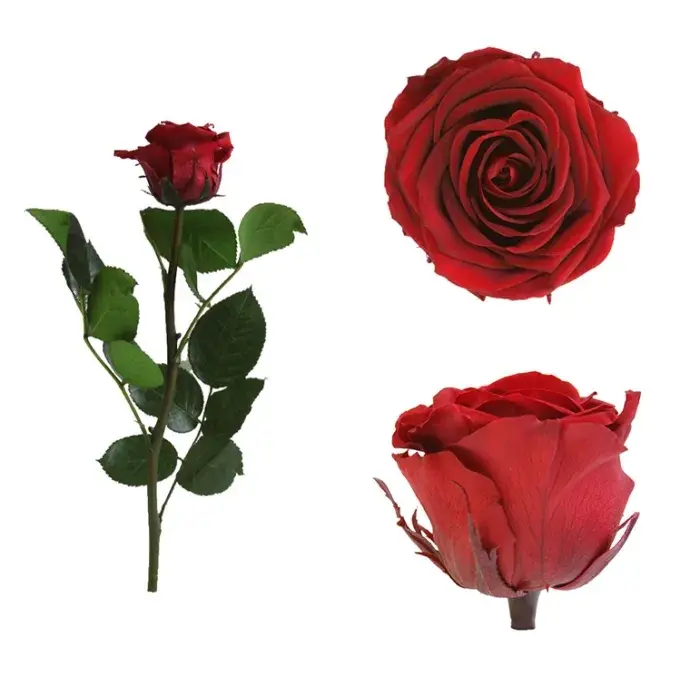 Örökrózsa díszdobozban vörös - kicsi