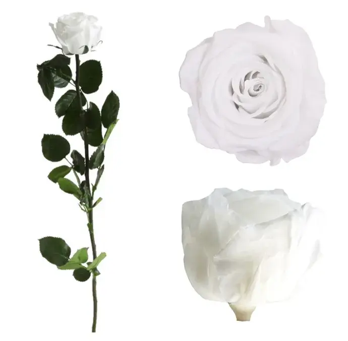 Örökrózsa díszdobozban fehér - közepes