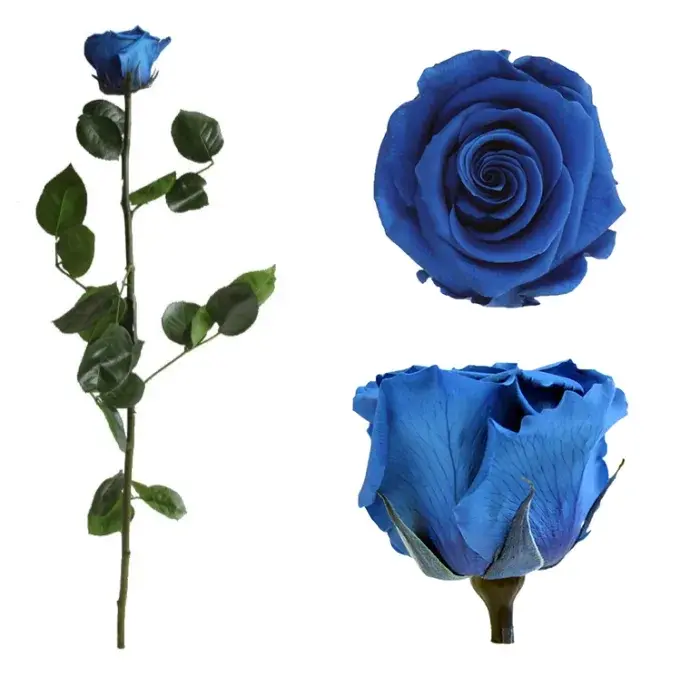 Örökrózsa díszdobozban királykék - közepes