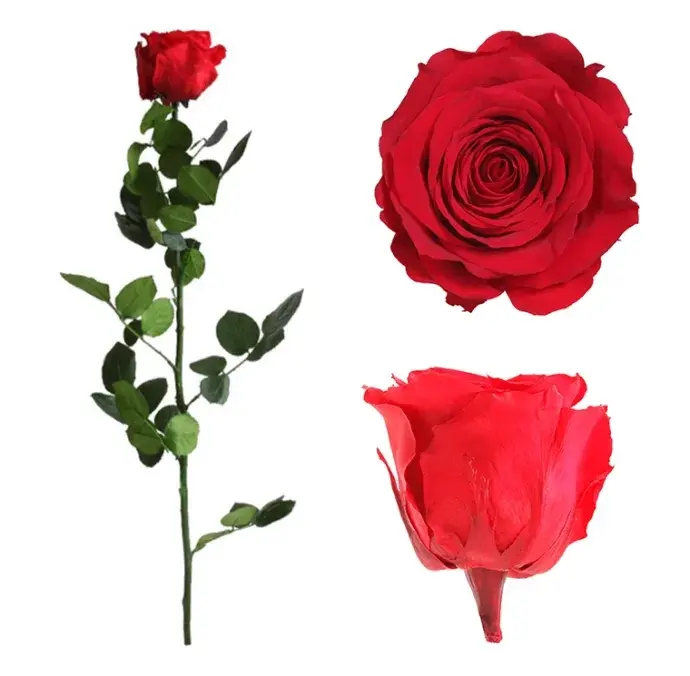 Örökrózsa díszdobozban piros - közepes