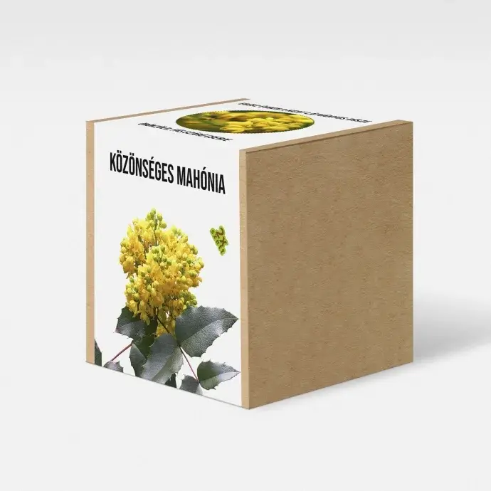 Közönséges Mahónia növény nevelő szett Közönséges Mahónia növény nevelő szett