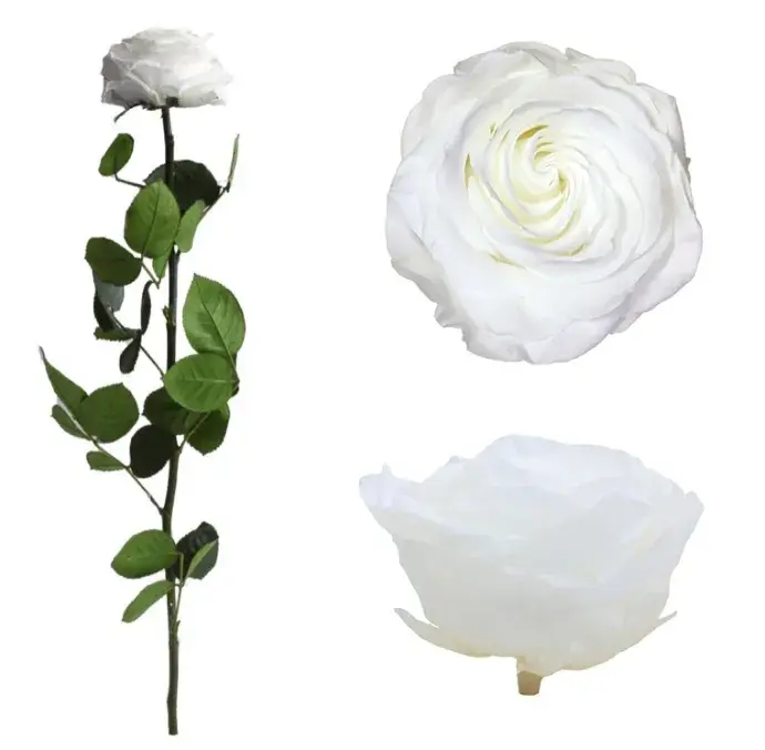 Örökrózsa díszdobozban fehér - nagy