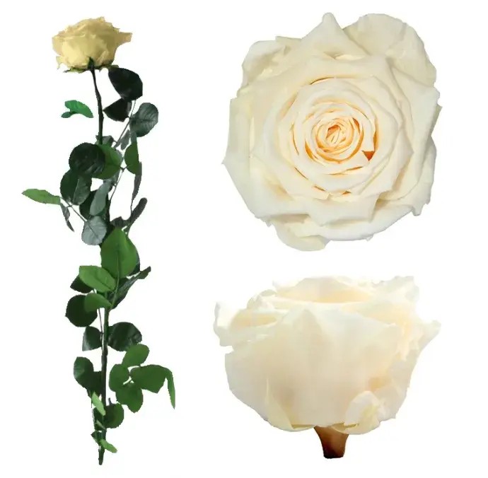 Örökrózsa díszdobozban pezsgő - nagy