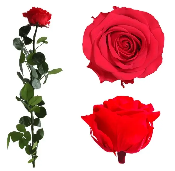 Örökrózsa díszdobozban piros - közepes