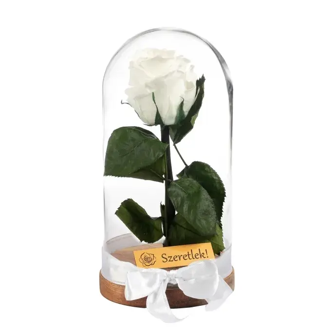 Örökrózsa üvegbúrában - fehér Örökrózsa üvegbúrában - fehér