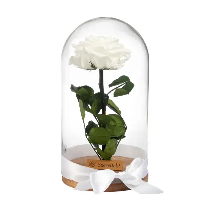 Örökrózsa üvegbúrában - nagy méretű fehér örök rózsa Örökrózsa üvegbúrában - nagy méretű fehér örök rózsa