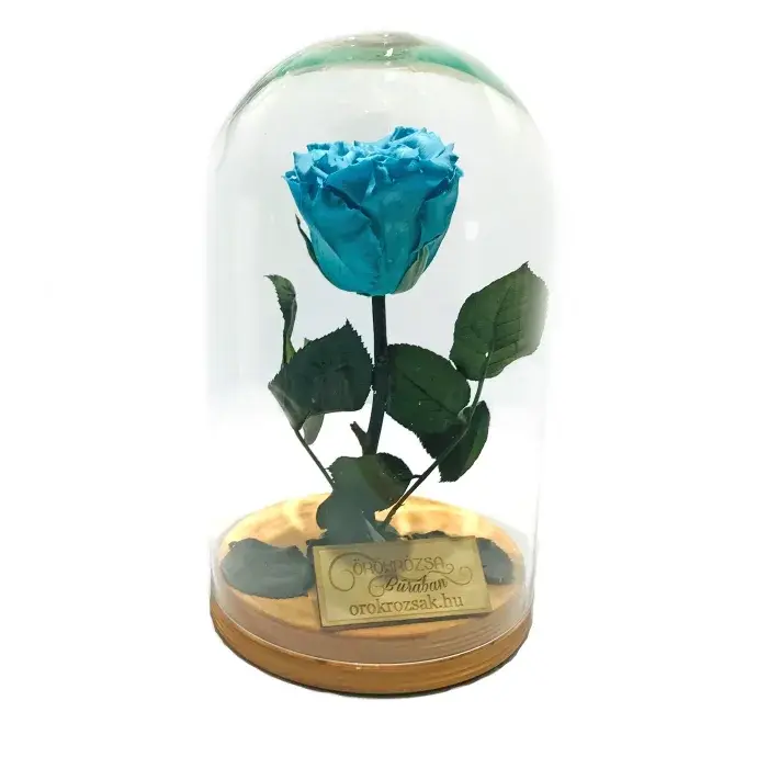 Örökózsa üvegbúrában -  Türkiz Örökózsa üvegbúrában -  Türkiz