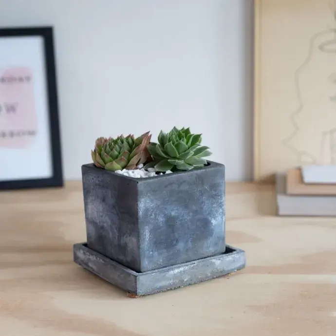 4 oldalas növénytartó alátéttel - "Amical" - fekete