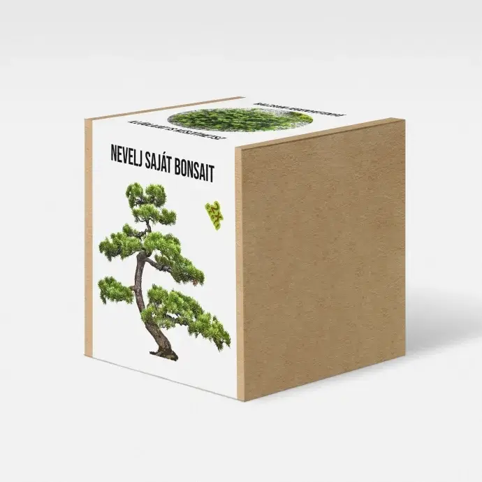 Balzsamfenyő - bonsai nevelő szett Balzsamfenyő - bonsai nevelő szett