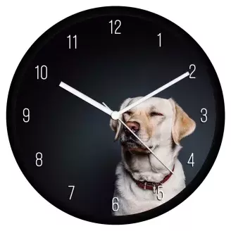 Labrador falióra
