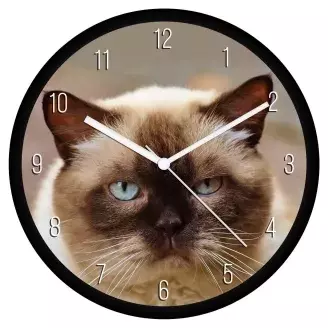 Mogorva cica falióra