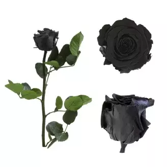 Örökrózsa díszdobozban fekete - kicsi