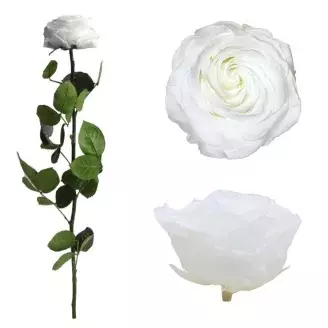 Örökrózsa díszdobozban fehér - nagy