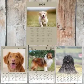 A4 - Egyedi fényképes kutyás naptár