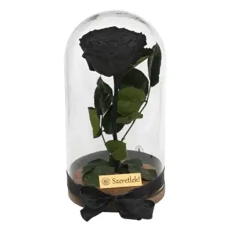 Örökrózsa üvegbúrában - nagy méretű fekete örök rózsa