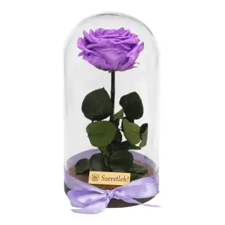 Örökrózsa üvegbúrában - nagy méretű élénk lila