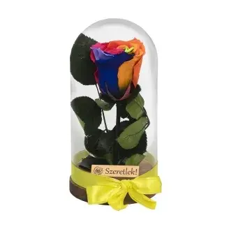 Örökrózsa üvegbúrában - szivárvány