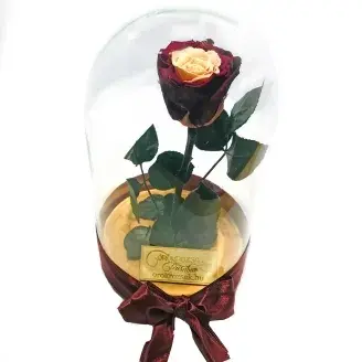 Örökózsa üvegbúrában - Bordó-Barack