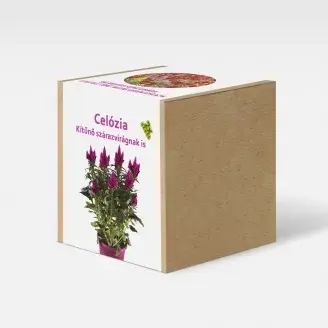 Celózia növény nevelő szett