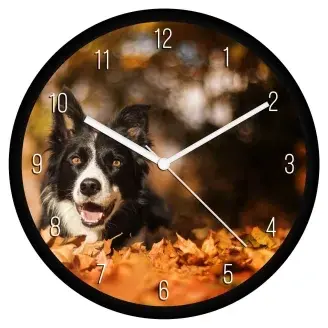 Border collie falióra