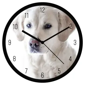 Hófehér labrador falióra