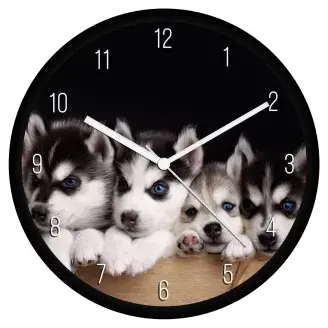 Husky kölykök falióra