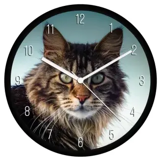 Maine Coon cica falióra