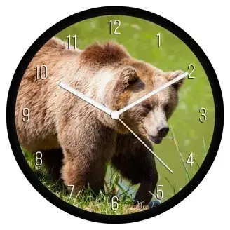 Barna medve falióra