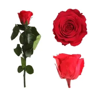 Örökrózsa díszdobozban piros - kicsi