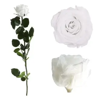 Örökrózsa díszdobozban fehér - közepes