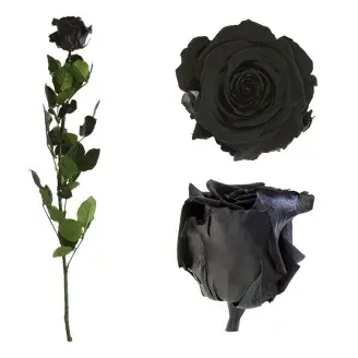 Örökrózsa díszdobozban fekete - közepes