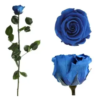 Örökrózsa díszdobozban királykék - közepes