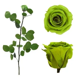 Örökrózsa díszdobozban lime zöld - közepes