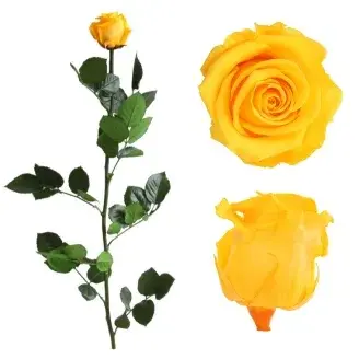 Örökrózsa díszdobozban sárga - közepes