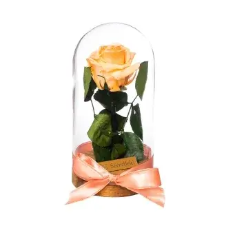 Örökrózsa üvegbúrában - Barack
