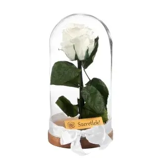 Örökrózsa üvegbúrában - fehér