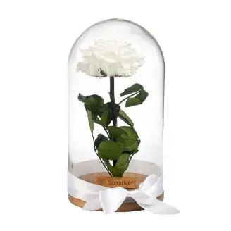 Örökrózsa üvegbúrában - nagy méretű fehér örök rózsa