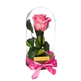 Örökrózsa üvegbúrában - Mályva