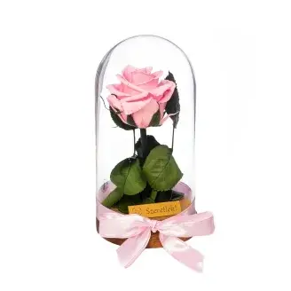 Örökrózsa üvegbúrában - Rózsaszín