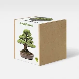 Fenyőfa bonsai nevelő szett