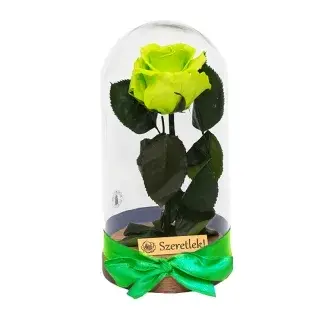 Örökrózsa üvegbúrában - lime green